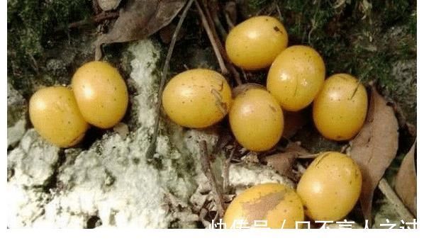 阿科比|农村即将“消失”的野果子，吃过4种正常，全吃过的说明您真老了