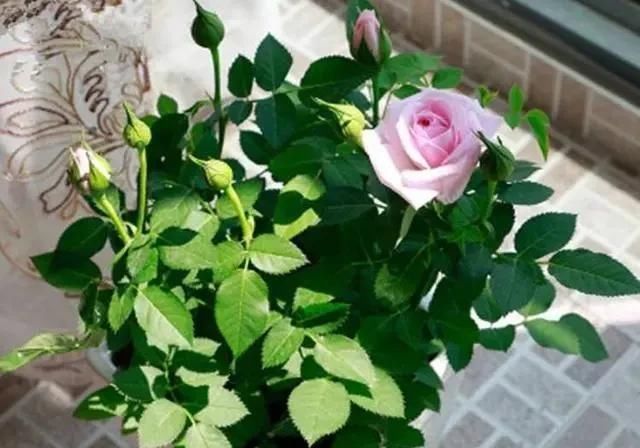 春季养护|三月初,这“四朵花”任意养长,枝叶绿,花开,一年到头都在开花