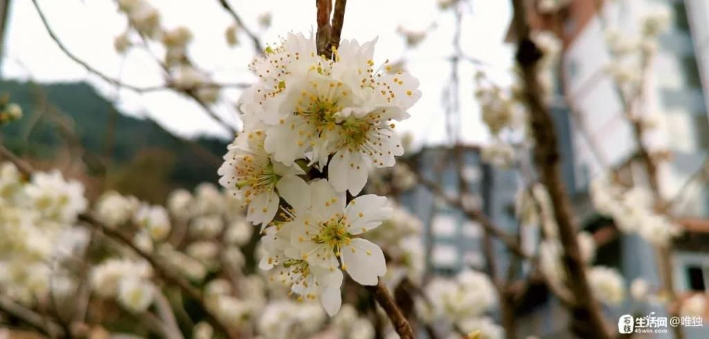 李花|石柱，花开啦！