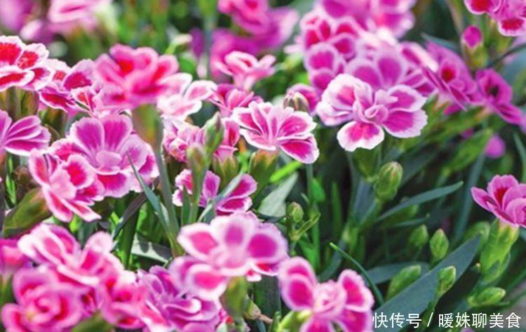 阳台养上4种花,直接变成小花园,浇水越多开花越多,美爆一整夏