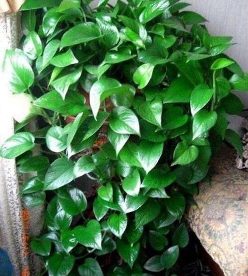 叶子|秋后养绿萝,浇水加点它,叶子油绿,一窜2米长