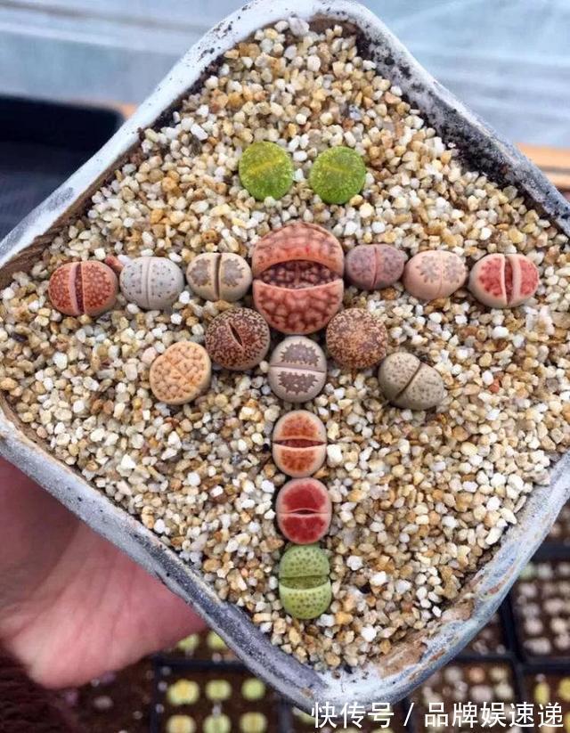 多肉拼盘玩一次就上瘾，这些创意拼法，你一定喜欢