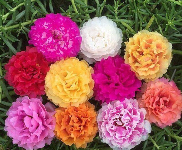 几种花是花卉中的劳模,一开就是100多天,好养易活开花美