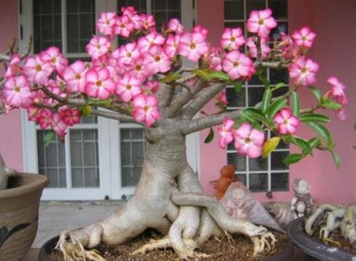 此花比牡丹还美，四季开花，花量丰富，是阳台盆栽佳品！