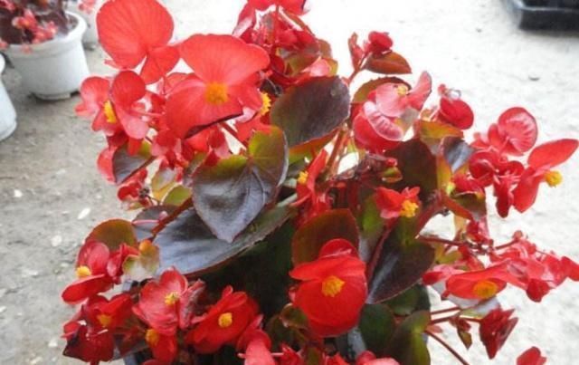 爆盆|7前,这3种花最适合扦插,“养不死”易爆盆,叶绿花还多