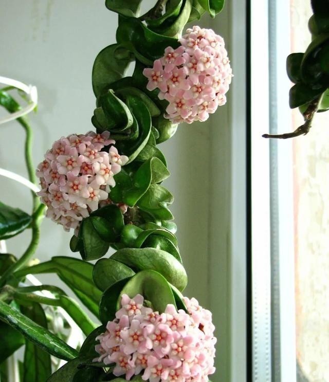 15种耐阴花,室内光照不足,照样花开不断!