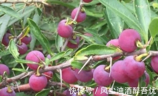 野生|被误认为是“葡萄”的野果,你可能吃过,真正了解的人很少