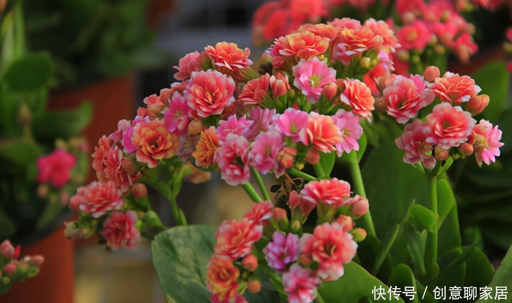 长寿花为什么不开花?先不要放弃,可能是花期推迟了