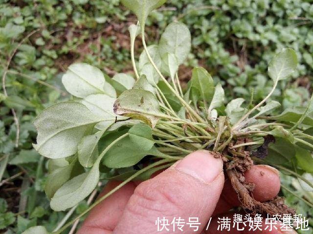 农村|在农村有一种植物，它的名字里有“菜”字，你认识吗？