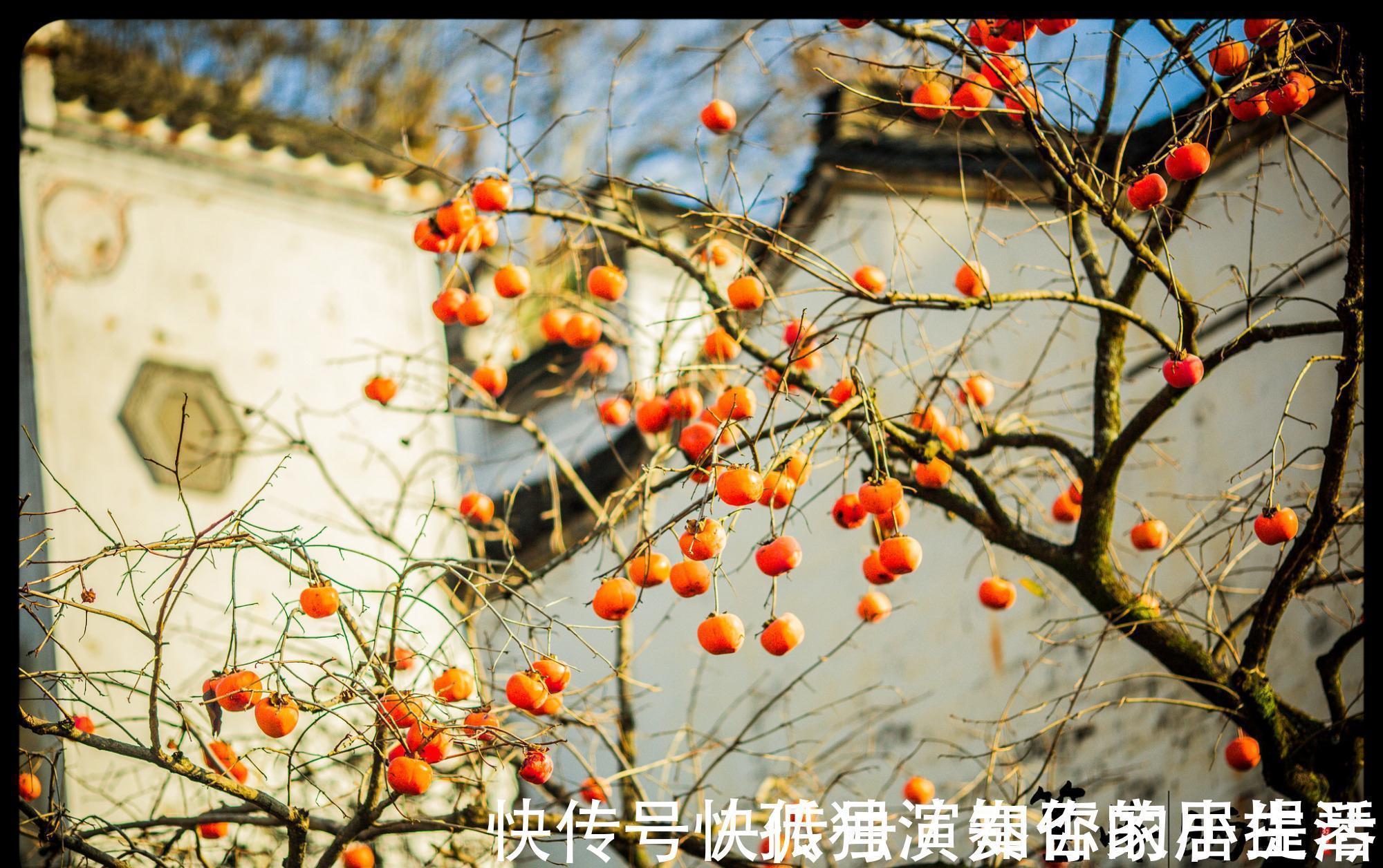 果树|3种“养人树”,漂亮有香味,能吃能观赏,建议至少养一种