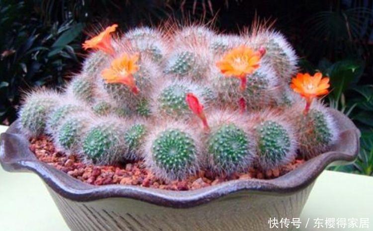 指甲花|“4种花”花期长达300天,好养又漂亮,财源滚滚来,还很好养!