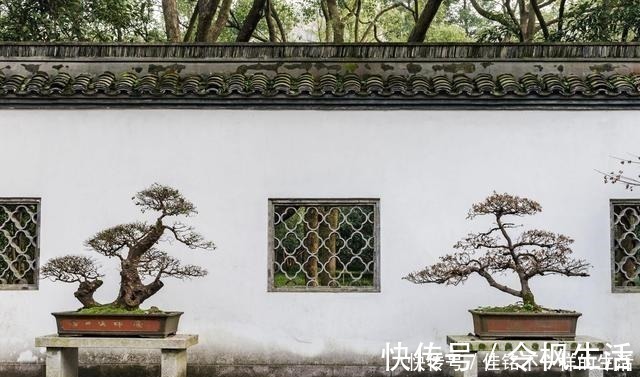 桩材|五针松“盆景”桩材,不会养护造型老师傅这就教你一招