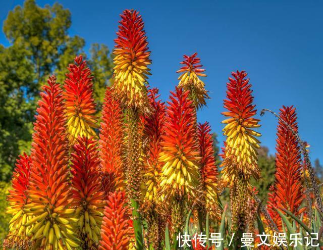 花友|如果你家芦荟长“小尾巴”，别剪掉，请珍惜，比较少见