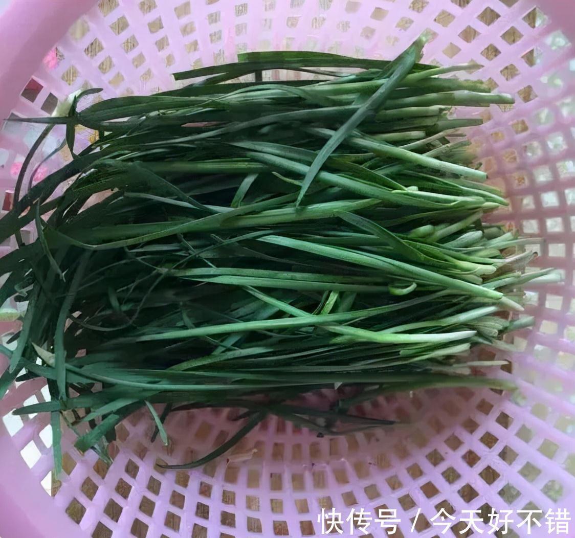 肥料|花盆种韭菜,学会1个小绝招,5天割一茬吃都吃不完