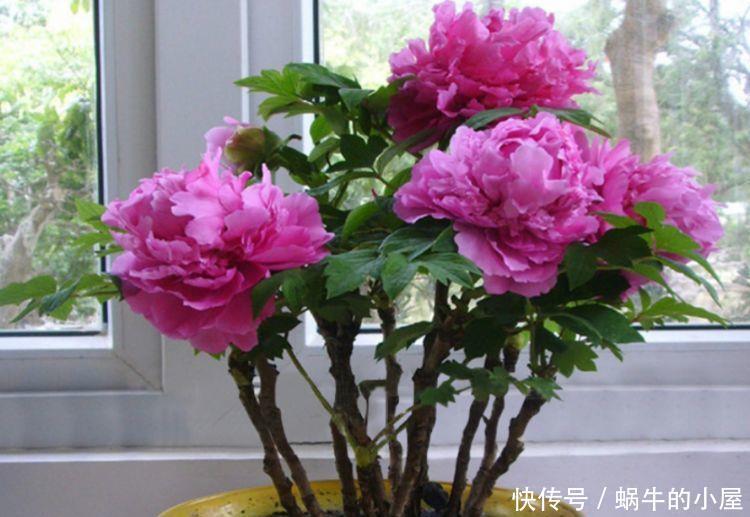 销量超棒的几款花,清新脱俗,好养易活懒人最爱