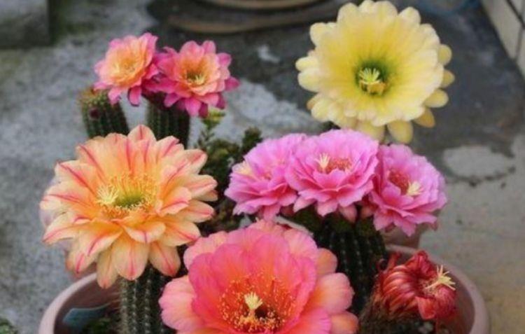 4种花比香水还好闻,客厅养1盆,一年四季开花不断