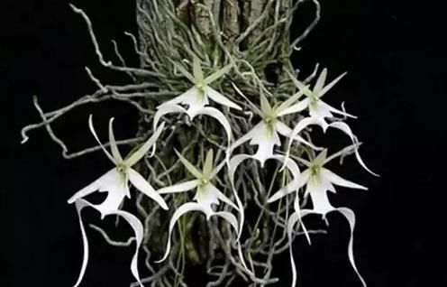 植物|全球最贵的花，一株价值上百万，你曾经见过吗