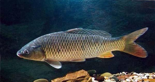 钓鲤鱼的最关键的2点,你知道吗老钓友为你解答