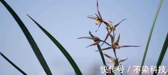 好的寒兰，叶是怎样的？花是怎样的？整体形态又是怎样的