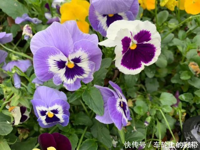 吊兰长满小金鱼,养上5年,越养越上瘾!