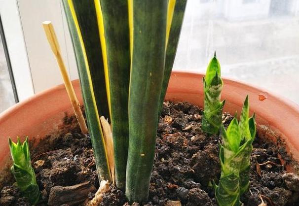 7月室内盆栽虎皮兰,不想它茎叶枯萎,养护就得注重这3细节
