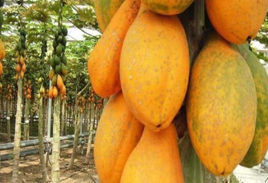 血气|卵巢保养好,女性血气足,4个“祸根”加速卵巢早衰,早知早改!