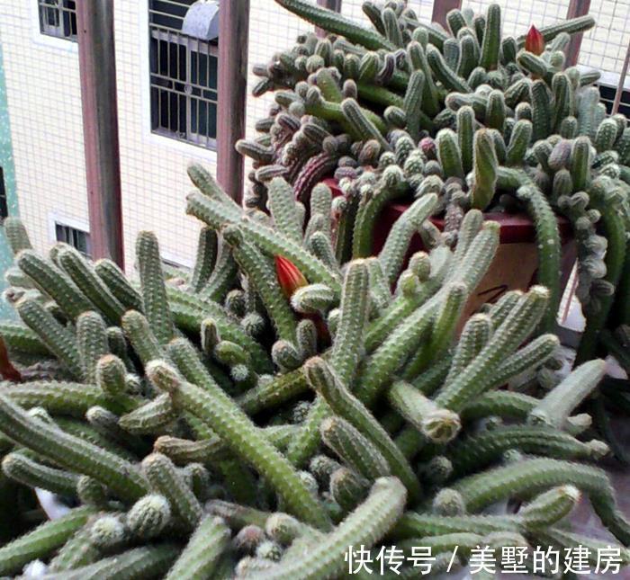 效果|仙人指的爆盆小窍门,爆满盆的效果真是好