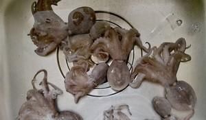 菜谱|家常海鲜菜谱,葱爆八爪鱼,脆嫰鲜美,美味营养,超下饭,吃不够