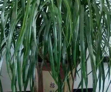 居家养花有讲究,这三种肥料比花肥好用100倍,养啥都能长爆盆