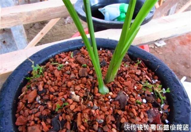 出门捡4种东西,养花垫盆底,营养土不用买,疏松透气、不烂根