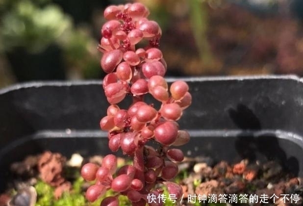 新手多肉党的福音:露镜,买回家这么养,叶子如水晶般剔透