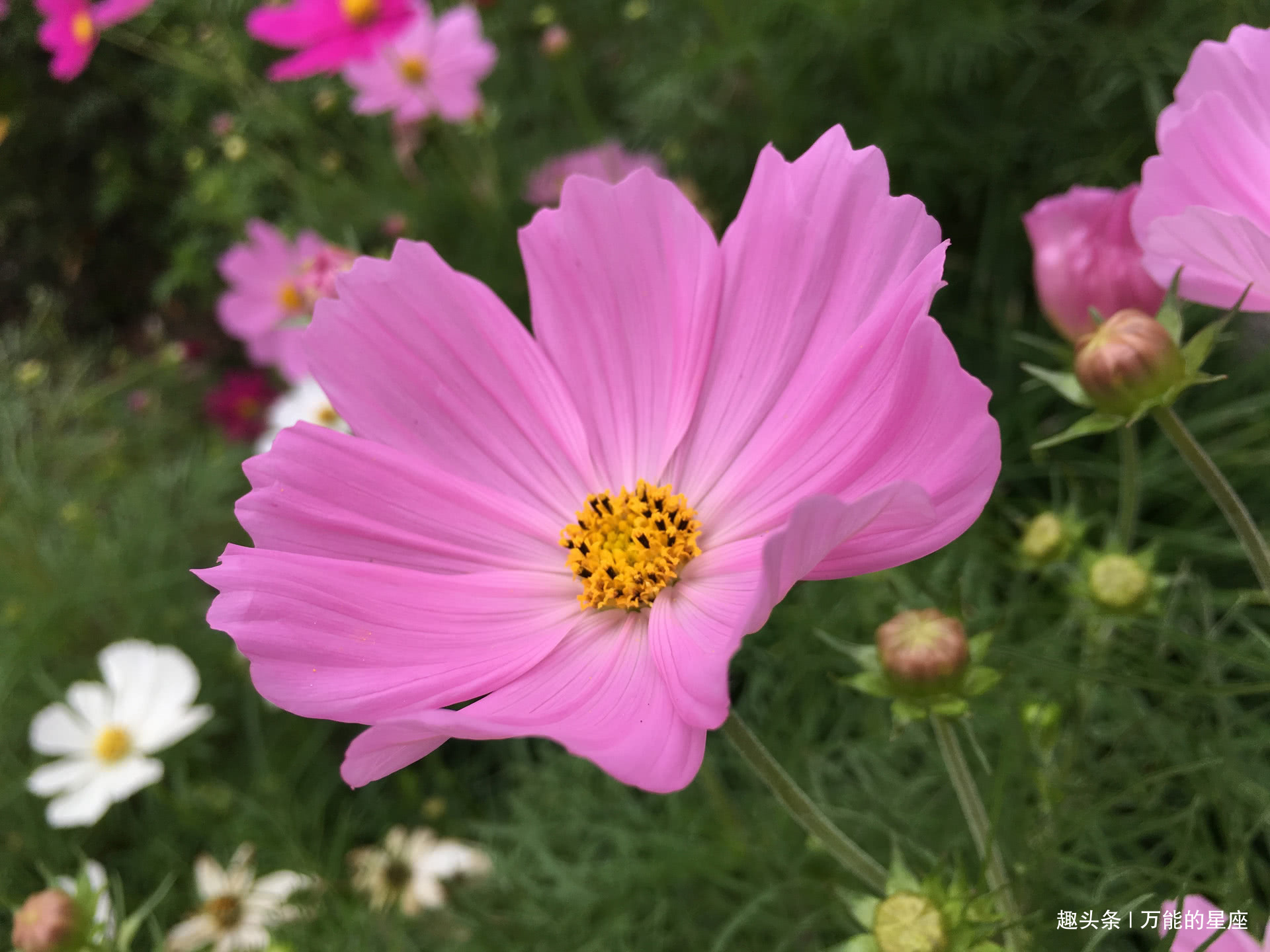 婚姻|谁家娃这4天出生,长大有出息成就大业,婚姻美满,孝顺父母!
