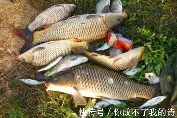 蜂蜜|三伏天钓鲤鱼，几款让鲤鱼疯狂的自制饵料，上钩全是大鲤鱼