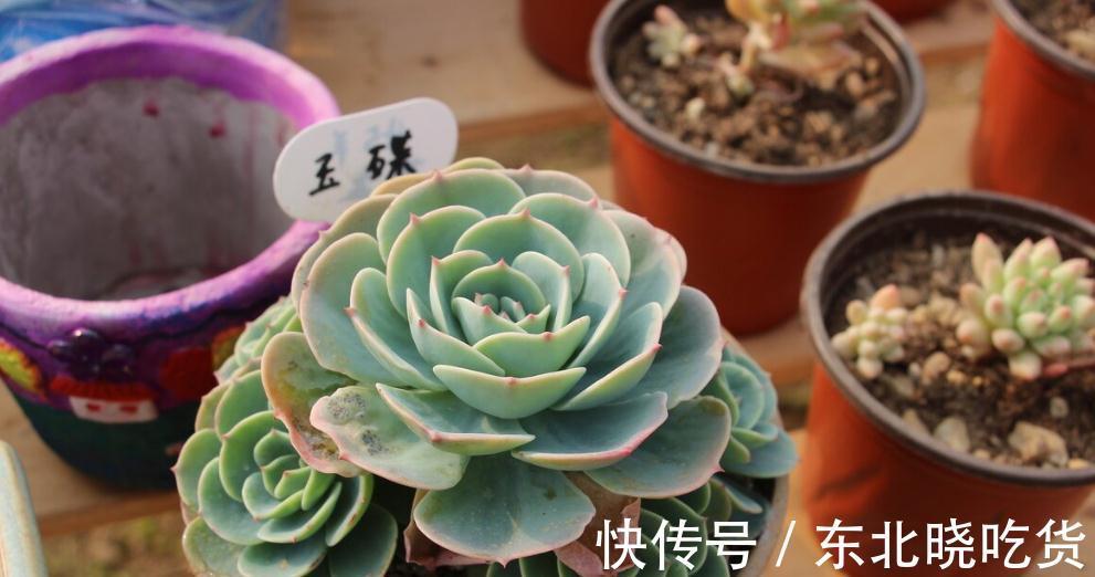 蒂亚怎么爆盆,蒂亚养殖注意事项