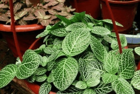 养花难如下3种植物,好养又好看,家中随便养一盆,5年不死花