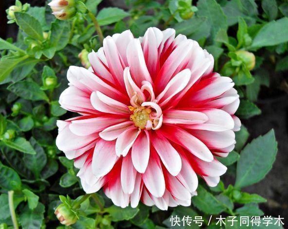 养花试试此几款,花开繁盛花香怡人,阳台开成花海,漂亮好养