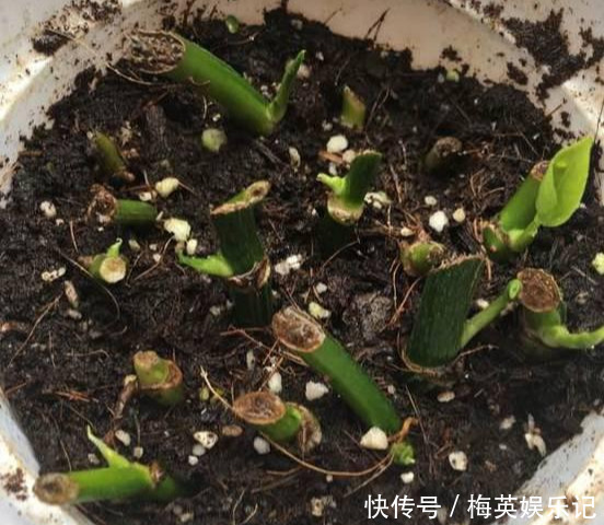 绿萝越养越差,就差成光杆了学会这3招,起死回生再爆盆!