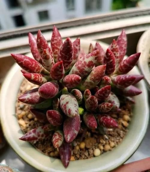 多肉浇水没有规律！根据实际情况，保持花土偏干，无需浇太多