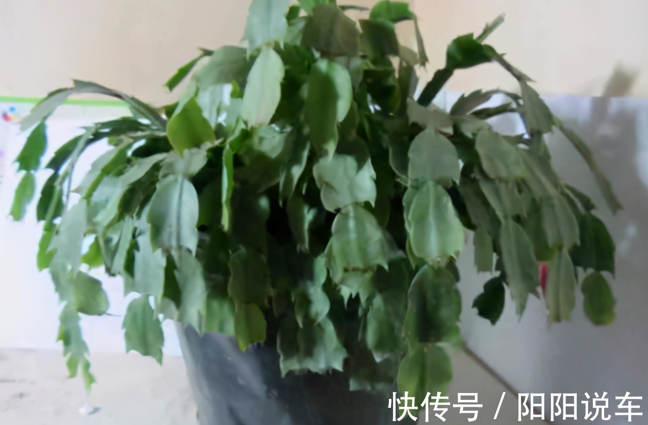 磷酸二氢钾|掌握住一个催花技巧，蟹爪兰不爱开花？再也不用愁了