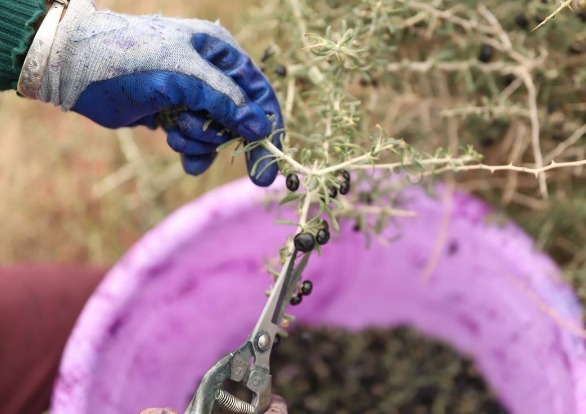 中药|妇科炎症“找上门”，别惊慌，4种中药常泡水，抑菌，养子宫