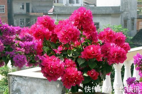 阳台|阳台再小，也要养4种花，不仅好养活，而且四季有花赏