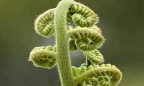 此“长寿菜”又到采摘季，别因常见而忽视，价值很大，别不懂