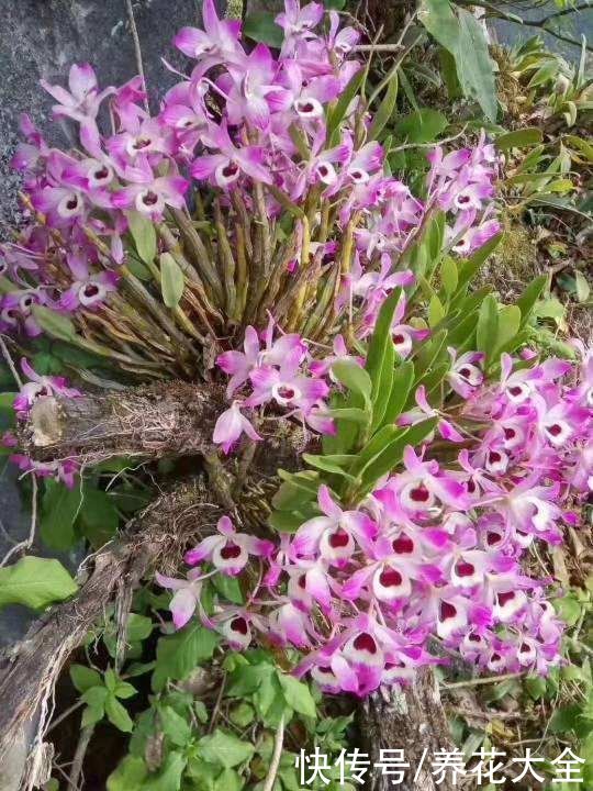  种花|养花也养人，2种花对身体好，老中医们也爱养