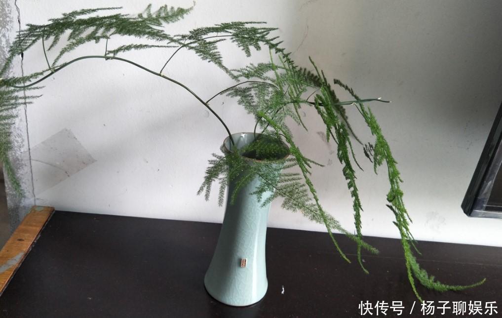 叶子|文竹发黄了怎么办全部剪掉,就能长出新叶子!