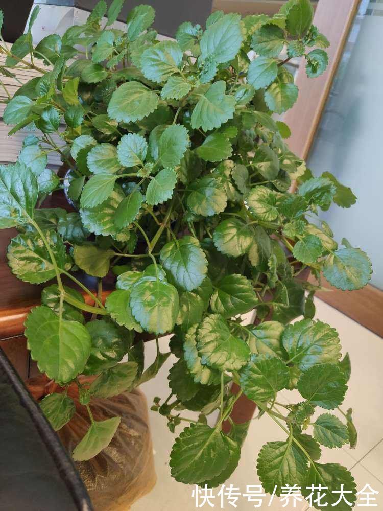 卫生间里养盆“除臭花”,既杀菌消毒,味道清香好闻