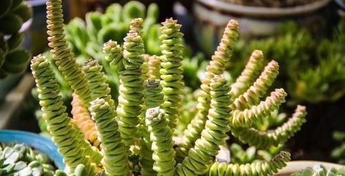 养多肉有4忌，避开了才能长得胖乎乎，独苗变成群生小老桩