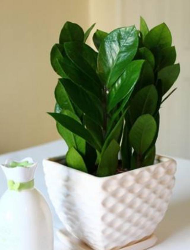 金钱树只需掌握以下几点,不烂根,生长快,还能一盆变多盆