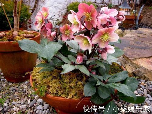 停歇|她家3平方的小阳台,几十盆花不停歇的开,邻居见了都羡慕