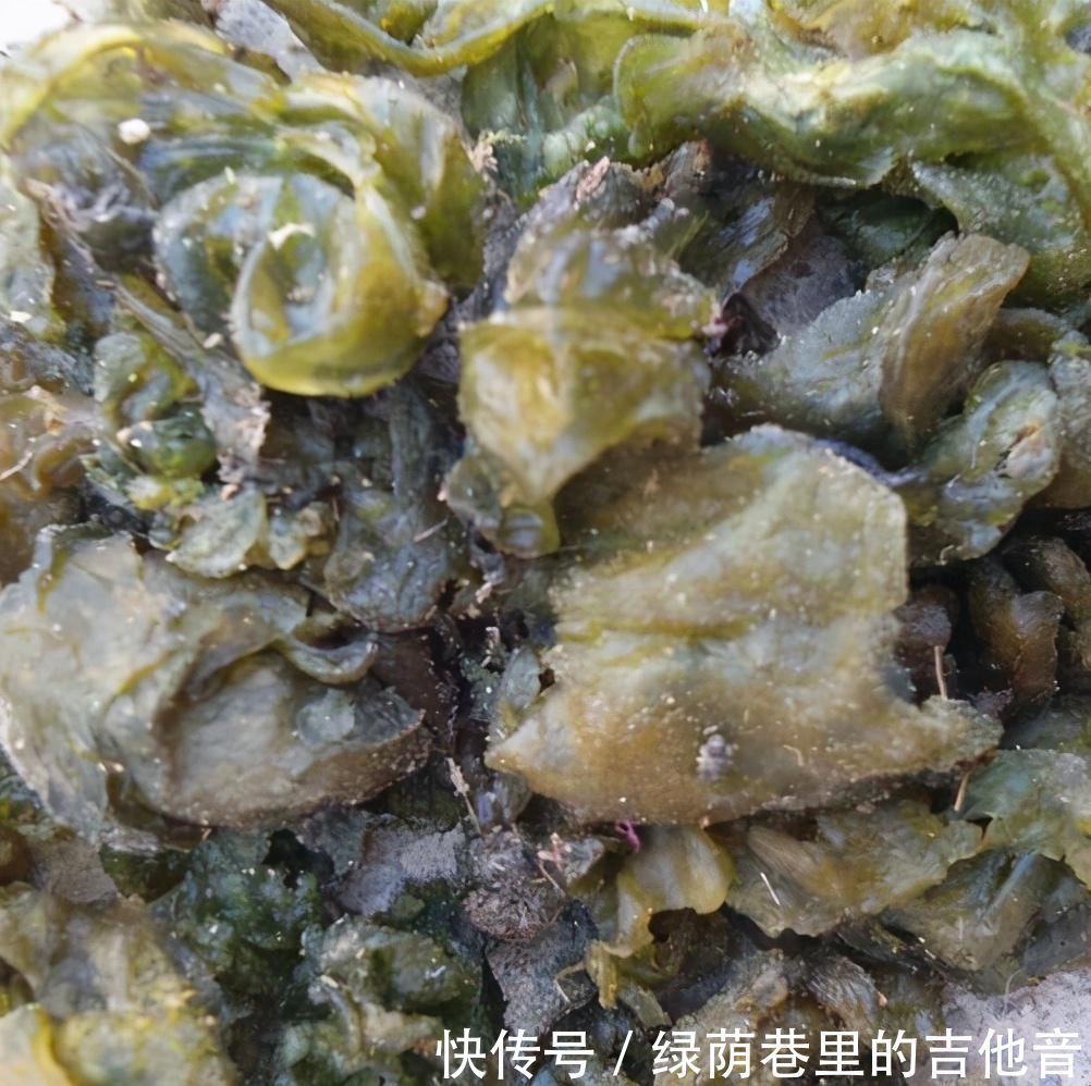刮油|这菜是“刮油高手”,很多人看不上它,用来炒鸡蛋,好吃到流口水