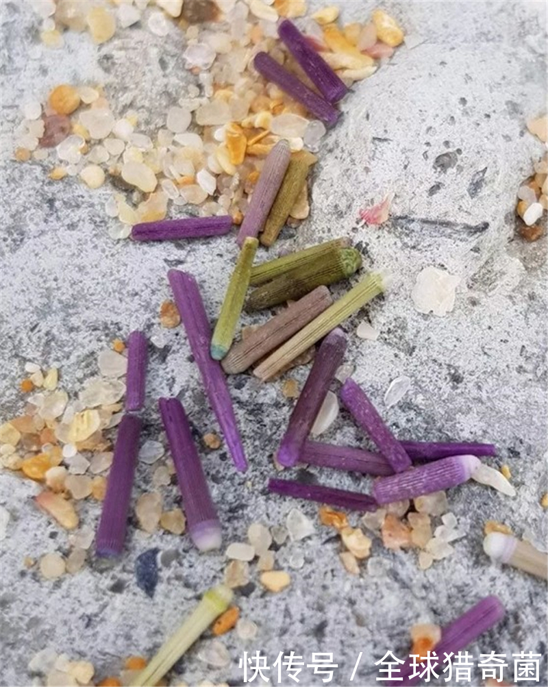 用人工|网络有多恐怖？不管问什么，万能的网友都能解答！